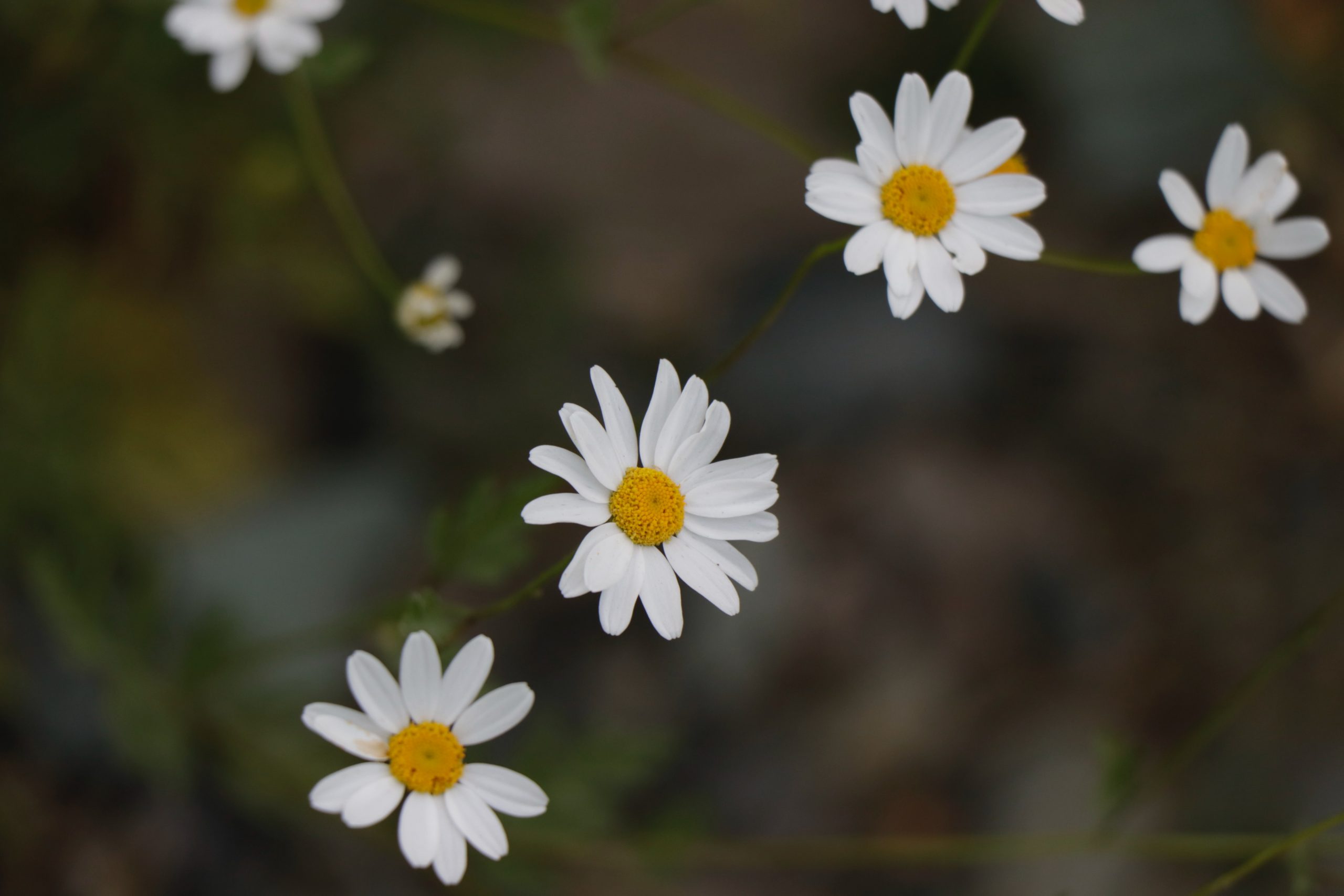 Close-up on the heads of half a dozen white daisies in an outdoor setting