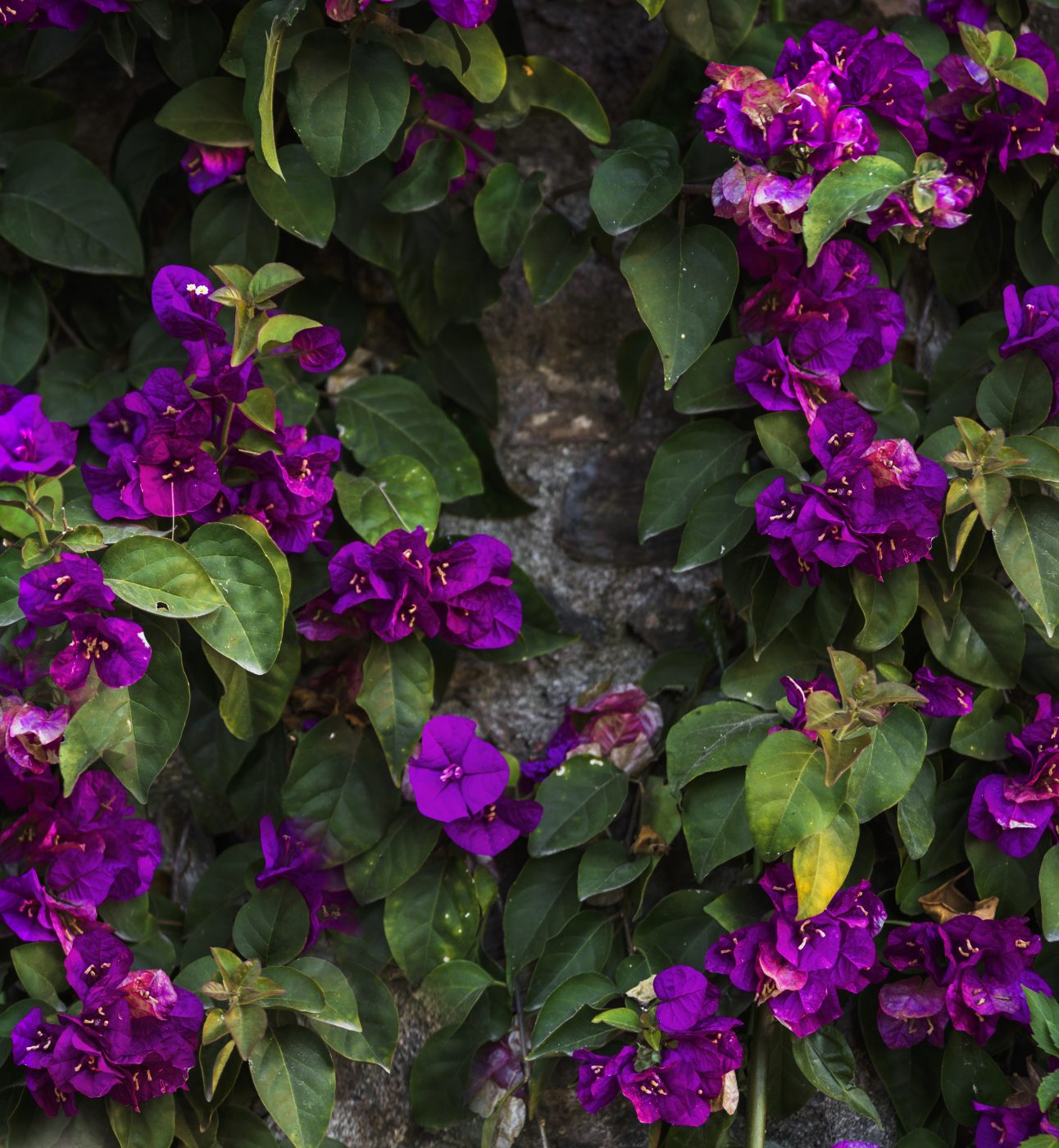 Delicate green and purple flowers growing on a stony wall.