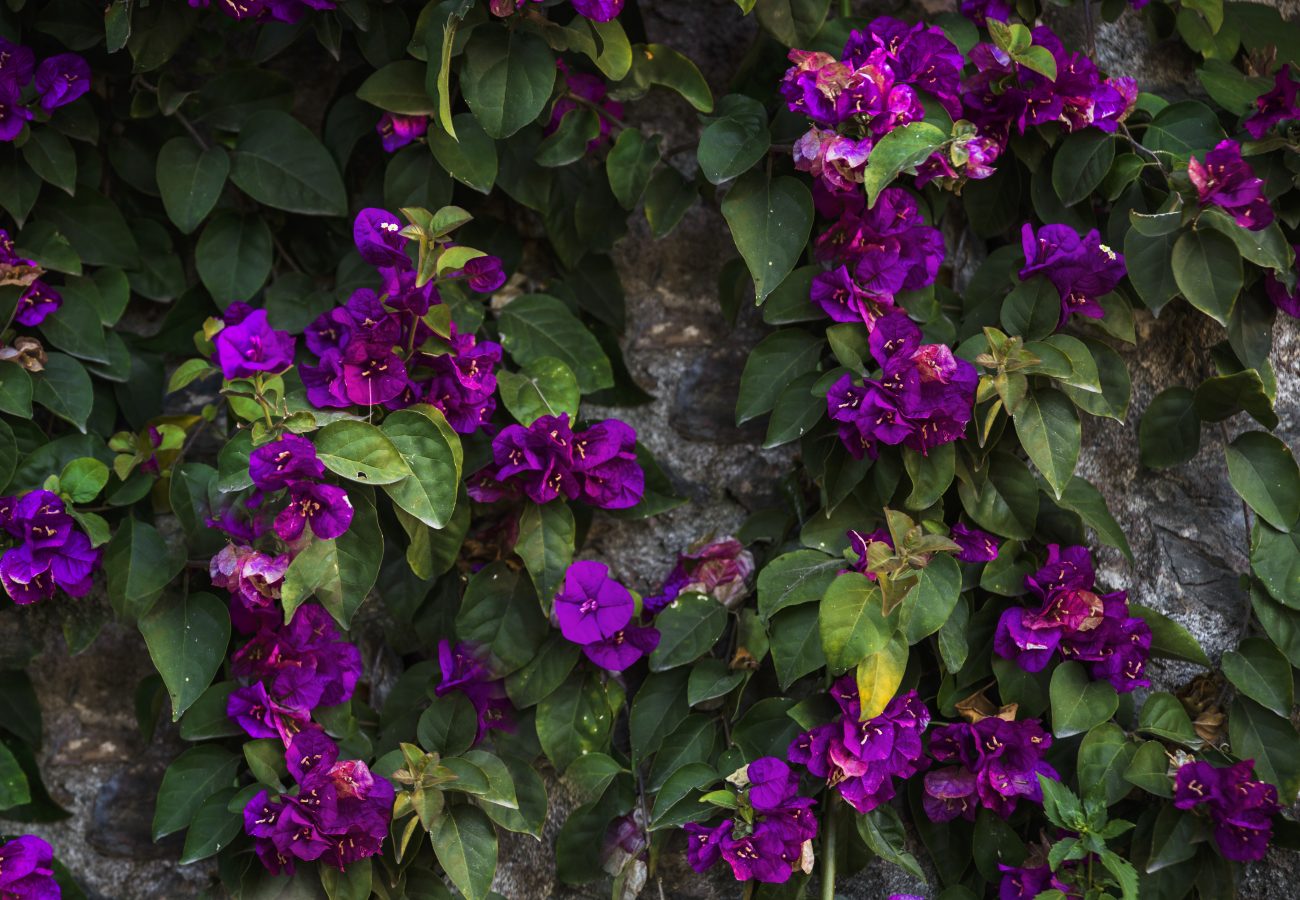 Delicate green and purple flowers growing on a stony wall.